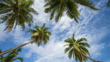 Noce di cocco albero su spiaggia a tropicana video