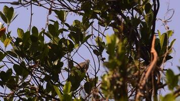 view of trees with Geopelia striata perched. The Javan pigeon is a type of bird in the Columbidae tribe, from the genus Geopelia. video