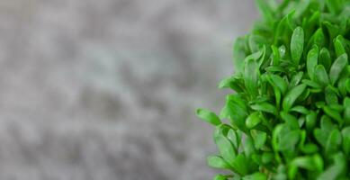 Microgreens close up on a gray background, copy space. Banner photo