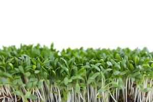 Microgreens isolated on white background, front view. photo