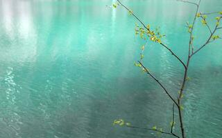 branch of a tree with young buds on a background of blue water. Copy space. photo