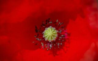 Red poppy flower photo