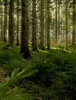 Landscape with a beautiful coniferous forest. Natural background. photo