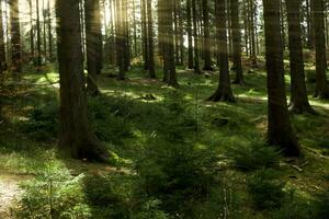 Landscape with a beautiful coniferous forest. Natural background. photo
