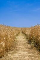 A path between wheat fields photo