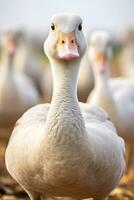 AI generated White goose close up photo