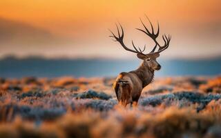 AI generated Red Deer Cervus elaphus stag during rutting season, Beautiful seascape at sunset. Composition of nature. photo