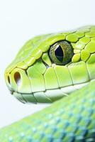 AI generated Snake close up on white background photo