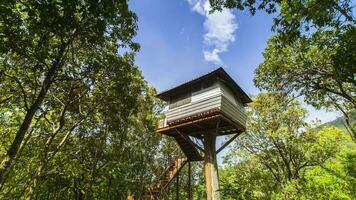 árbol casa en bosque debajo claro cielo a soleado día video