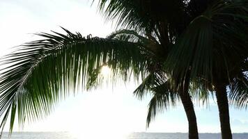 Coconut tree standing on beach under clear sky at Tropicana video