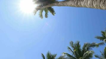 kokosnoot boom Aan strand onder Doorzichtig lucht Bij tropicana video