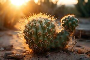 AI generated Top view of exotic cactus in desert. Neural network AI generated photo