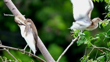 birds standing on branch with tree background video