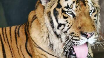 Close up white tiger face with blue eyes concentrate on camera video