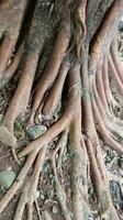 A unique tree roots. Nature image for background photo