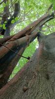 un único árbol raíces. naturaleza imagen para antecedentes foto