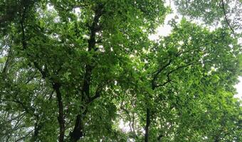 A fresh green landscape view. Green forest in the center of the city. photo