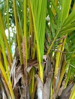 Nature's view of the wild palm in the tropical forest photo