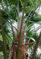 Nature's view of the wild palm in the tropical forest photo