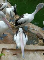 Nature video. A flock of pelicans in a pond at the zoo photo