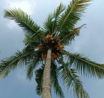 a coconut tree photo