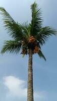 un Coco árbol foto