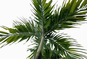 a coconut tree photo