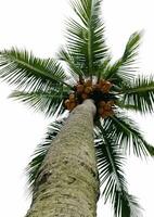 a coconut tree photo