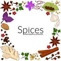 Hand drawn illustration of different spices on white background. Use to create menus, packaging, prints. vector