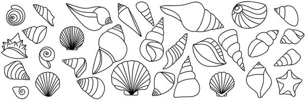 Set of hand drawn shells in doodle style. Collection of shells outline. Hand drawn vector art.