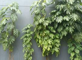 Green tropical leaves of Monstera, vine on the wall. A vertical plant. photo