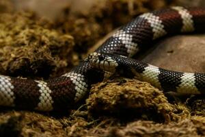 snake lampropeltis getula californiae photo