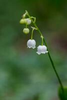 Beautiful spring blooming lilies of the valley with drops of flowers dew photo