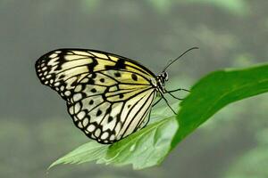 macro beautiful butterfly Idea leuconoe photo