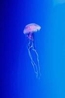 macro of a beautiful jellyfish chrysaora lactea photo