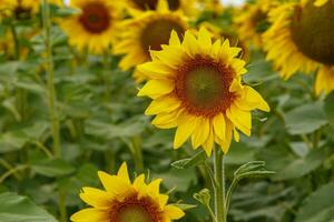 Beautiful field of yellow sunflowers on a background of blue sky with clouds photo