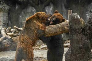 Two brown bears playing with each other photo