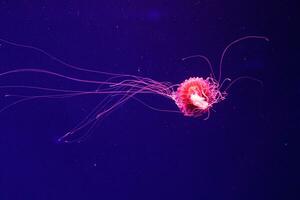 macro of a beautiful jellyfish chrysaora pacifica photo