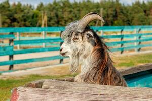 Beautiful goat with horns in the farm photo