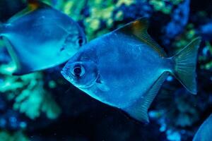 macro fish neopomacentrus filamentosus Monodactylidae photo