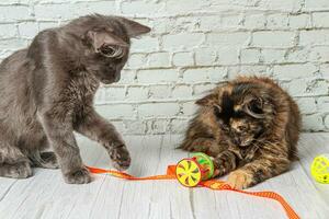 Beautiful couple of gray cat boy and girl on a brick wall background photo