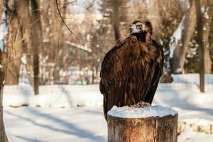 beautiful vultures sit on a stump in the snow photo