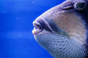 macro pescado de cuello azul balistod, balistoides viridescens foto