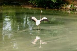 beautiful pink flamingos with beak and loose wings photo