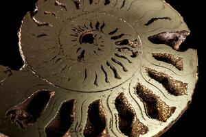 Macro mineral stone Ammonite shell on a black background photo