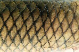 Grass carp scale texture background photo