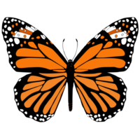 monark fjäril illustration png