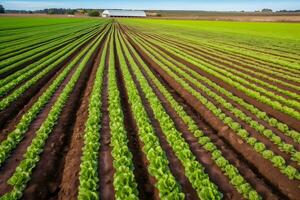 ai generado patatas son crecido en agricultura. camas de joven papas. vegetales cosecha. jardín primavera, soleado clima. naturaleza y cielo. neural red ai generado foto