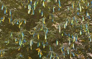 A lot of ribbons in the colors of the Ukrainian national flag adorn the branches of a tree. Performance for EuroMaidan photo