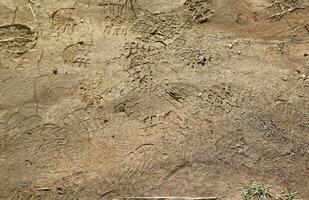 pie marca en el selva camino. zapato huellas dactilares en mojado grava o barro en montaña zona foto